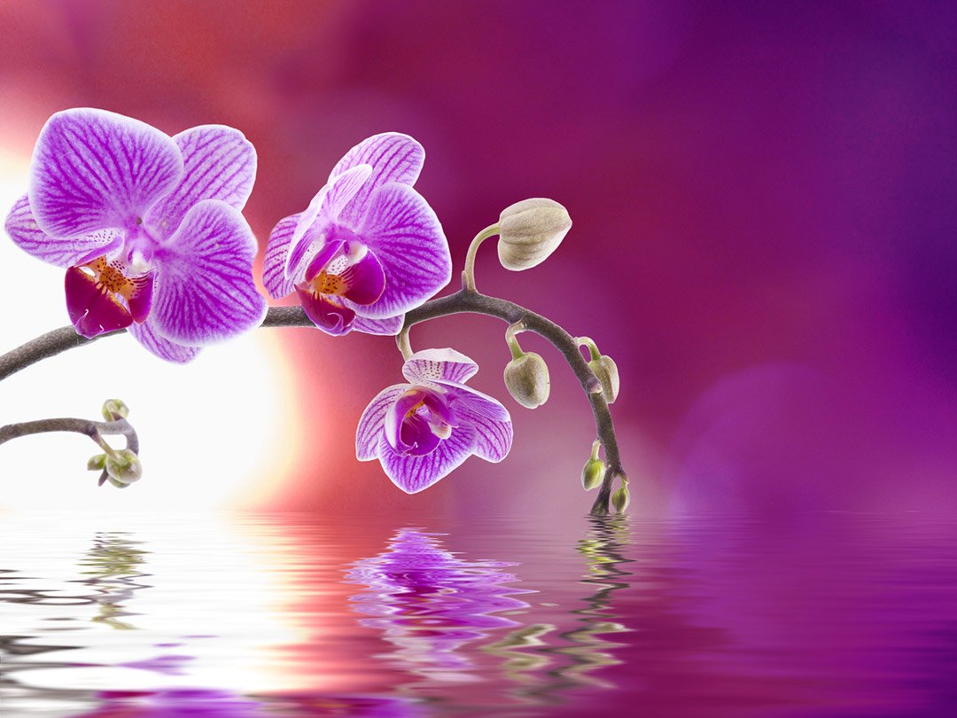 Belle orchidée couleur fuchsia